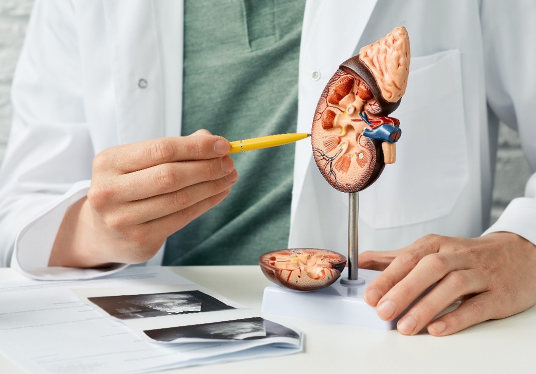 Preventing and Managing CKD in Obese Individuals